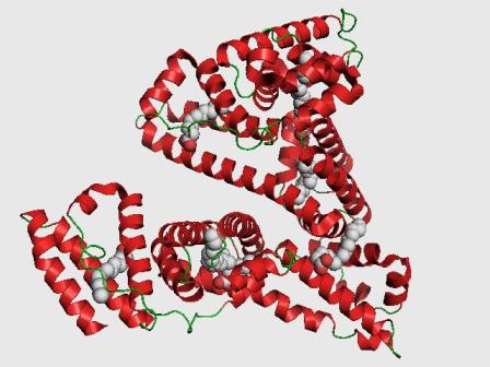 The structure of Human serum albumin